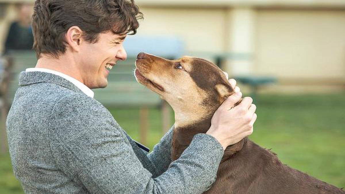 Páscoa na SIC. Cinema e ‘Traidores’ são as grandes apostas